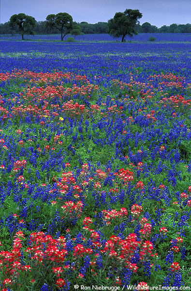 field-of-indian-paintbrush-and-bluebonnet-central-texas
