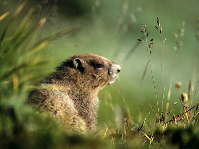 groundhog-3622086