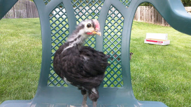 chick2-4072568