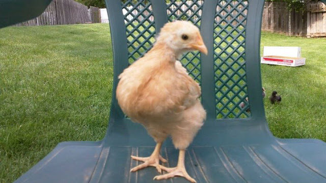 chick4-1099591